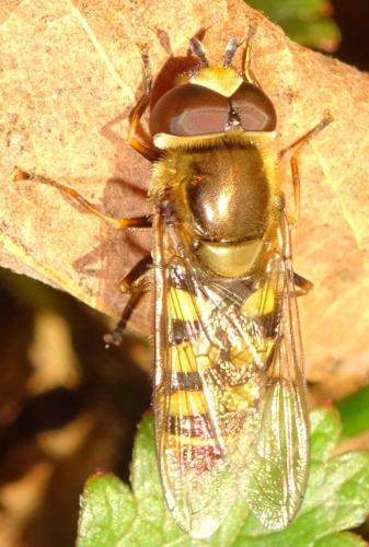 Eupeodes corollae